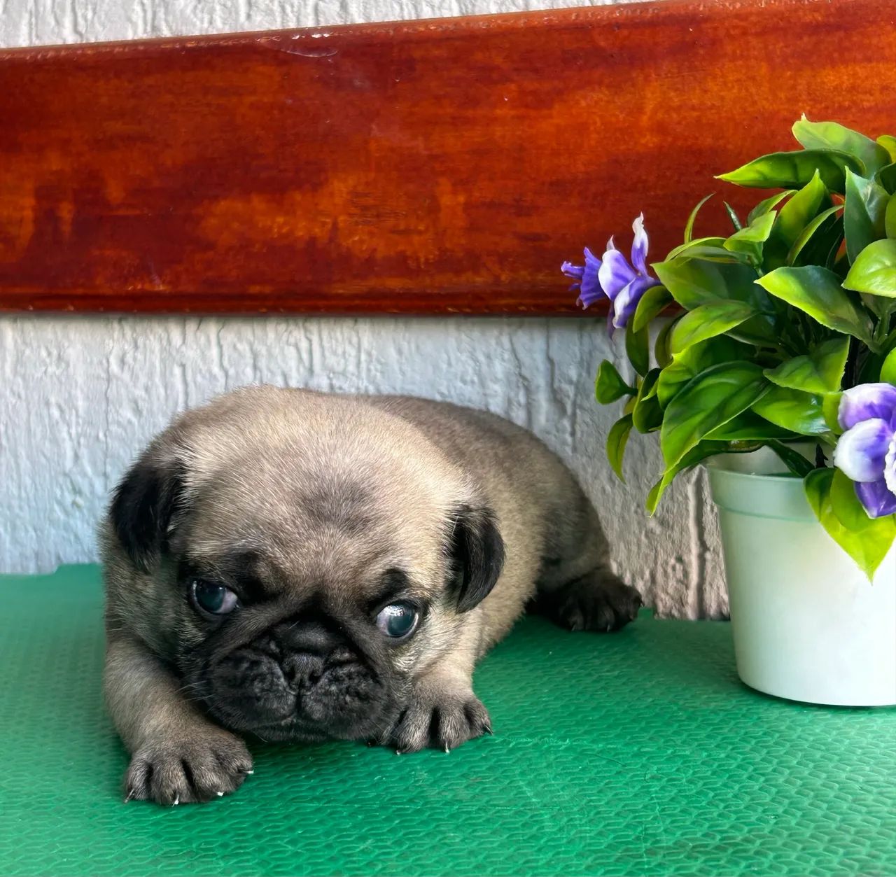 Pug macho com pedigree - Foto 3