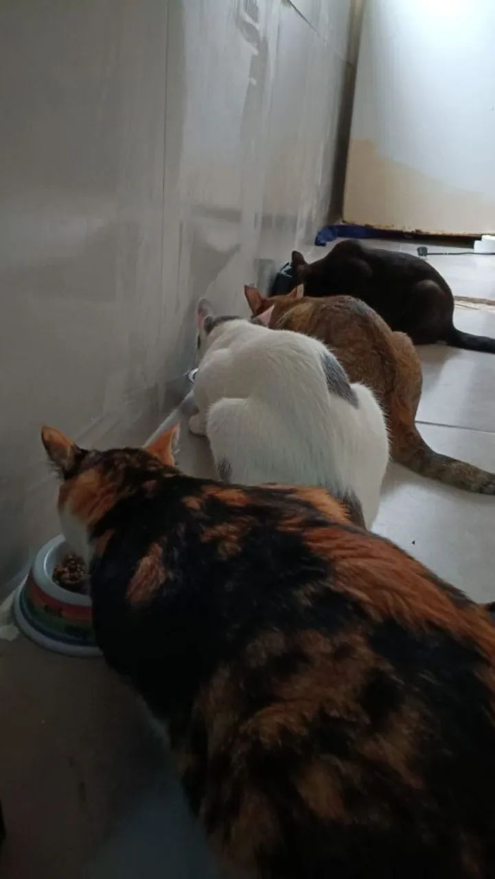 Petsister - Foto 4