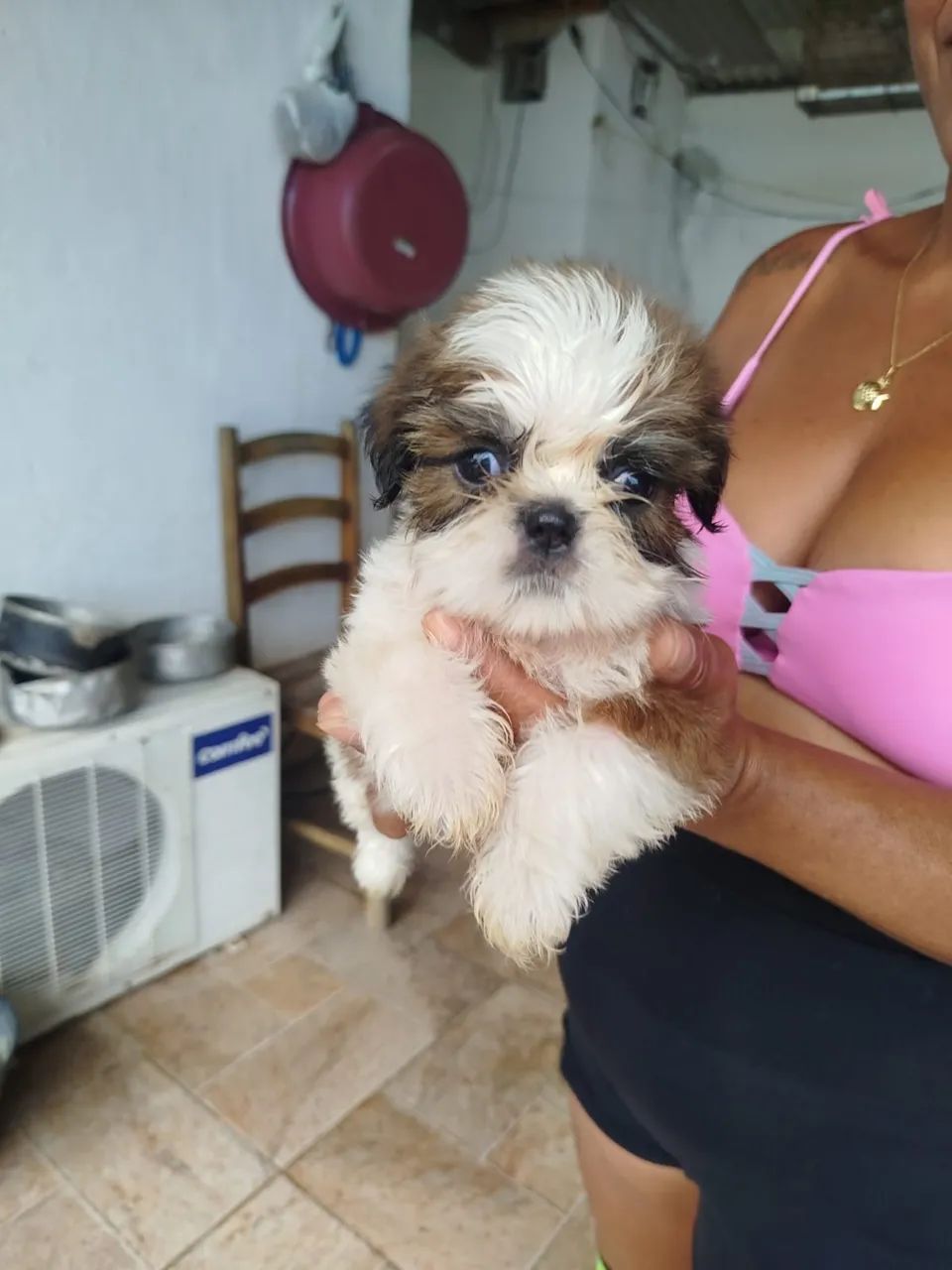 Shitzu puro  - Foto 4