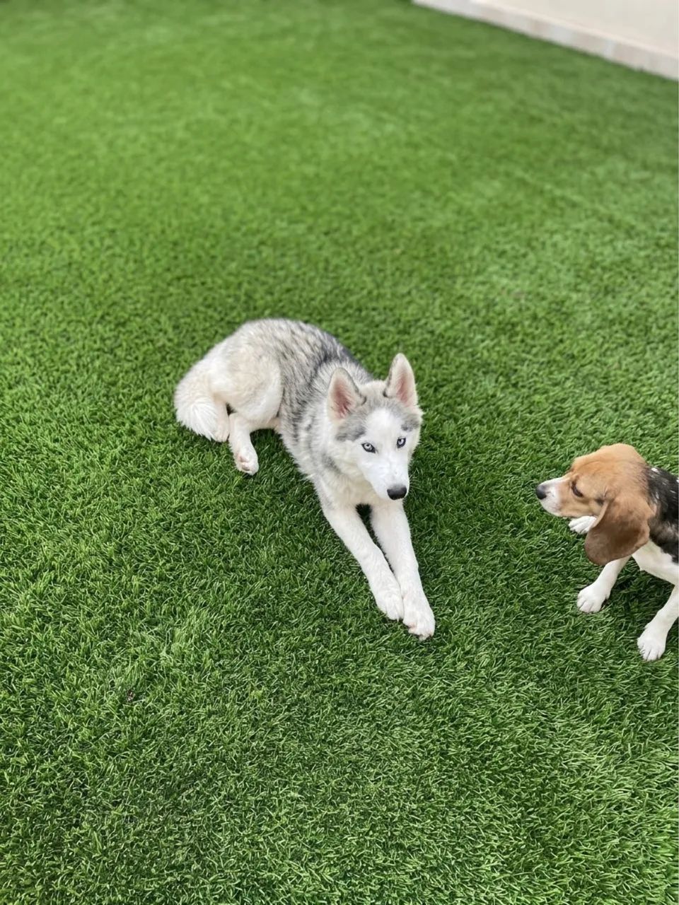 Husky Siberiano  - Foto 2