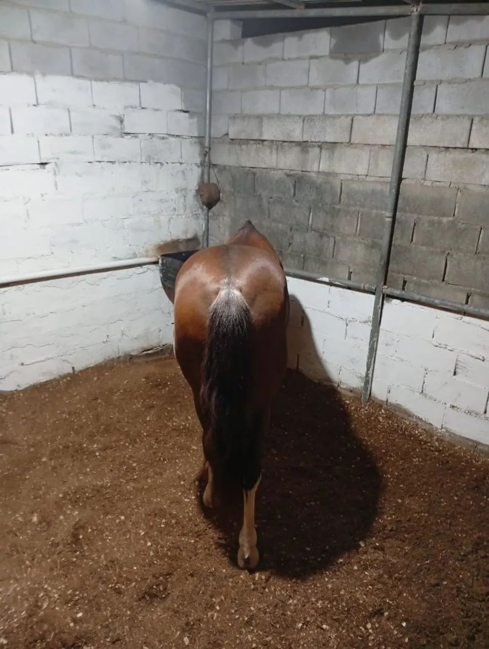 Vendo cavalo  - Foto 4