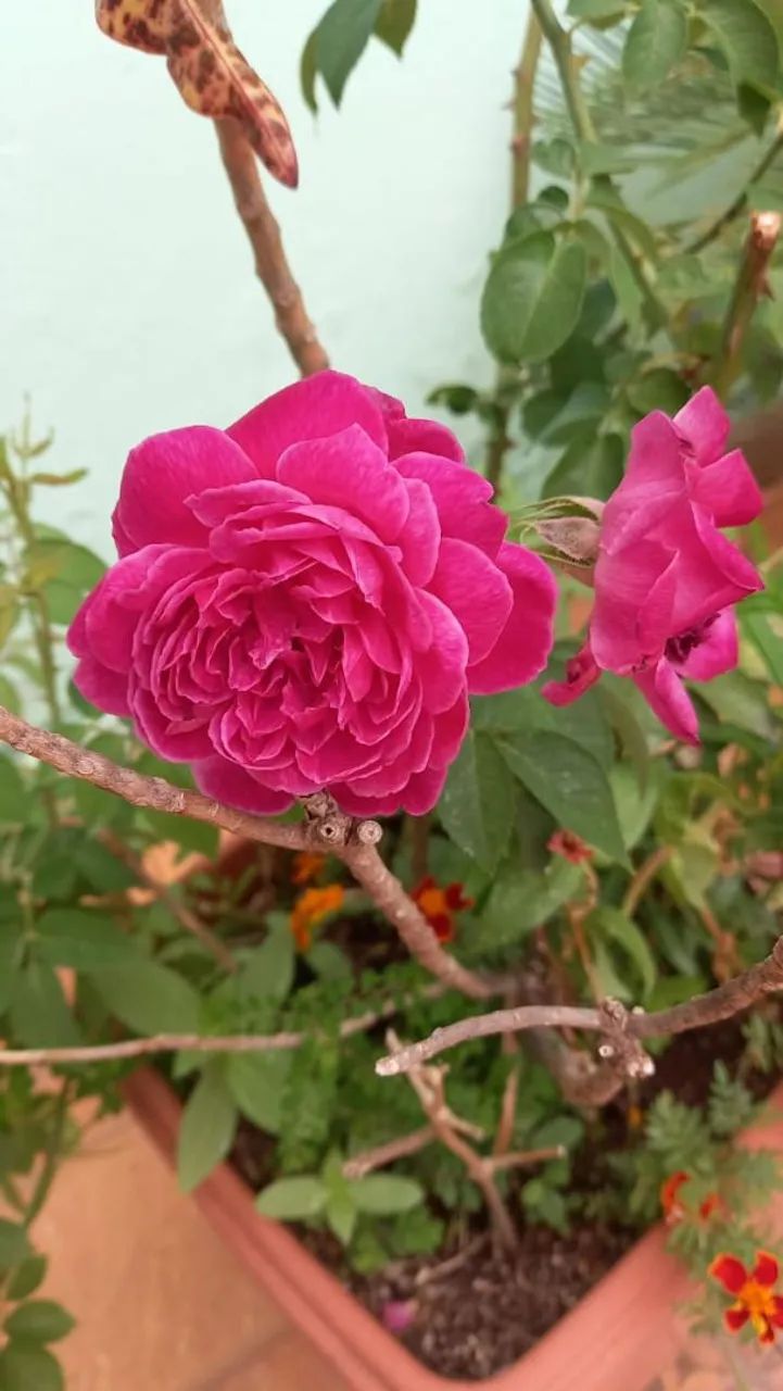 Jardinagem 