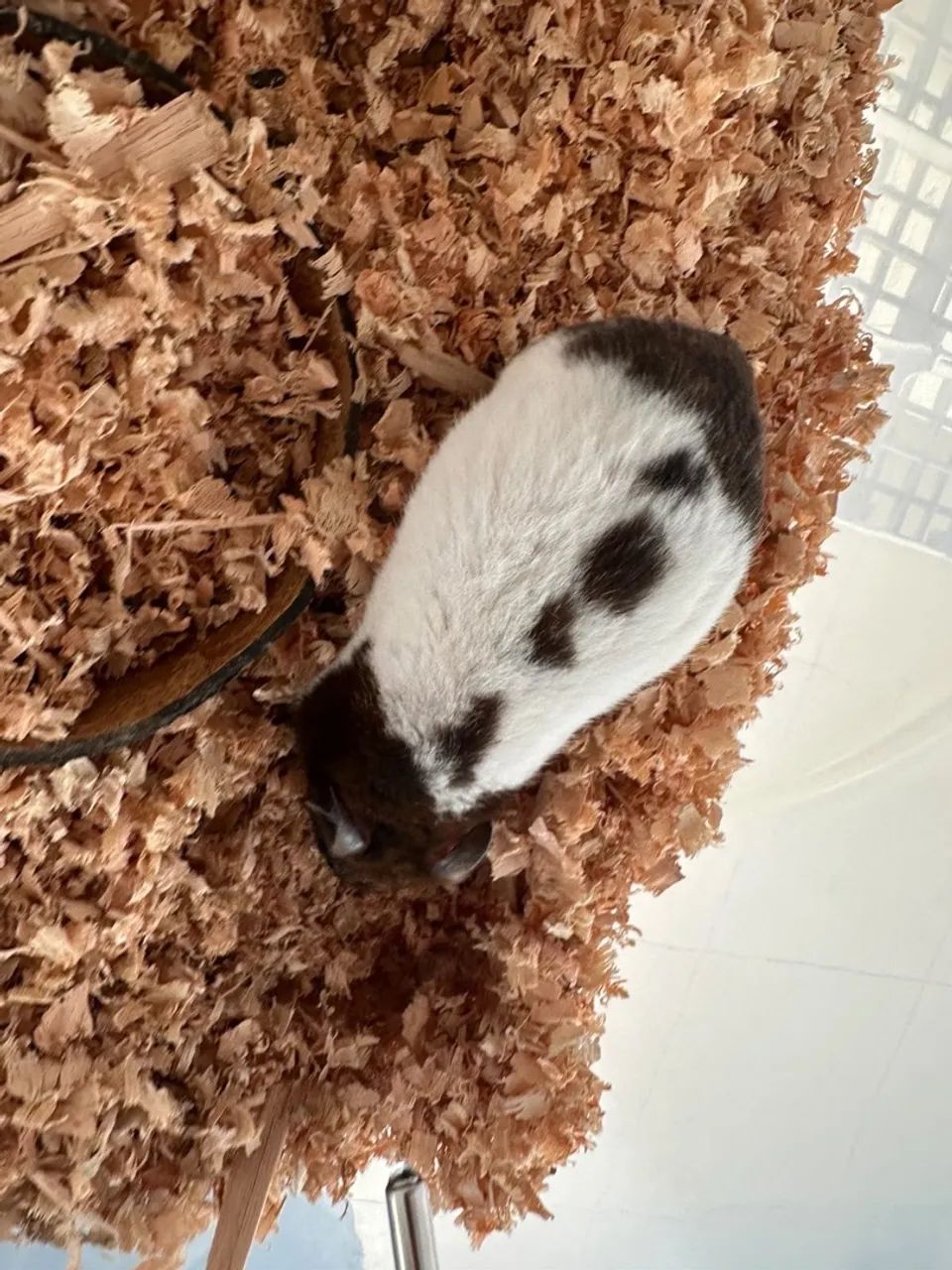 MATRIZ HAMSTER SÍRIO  - Foto 2