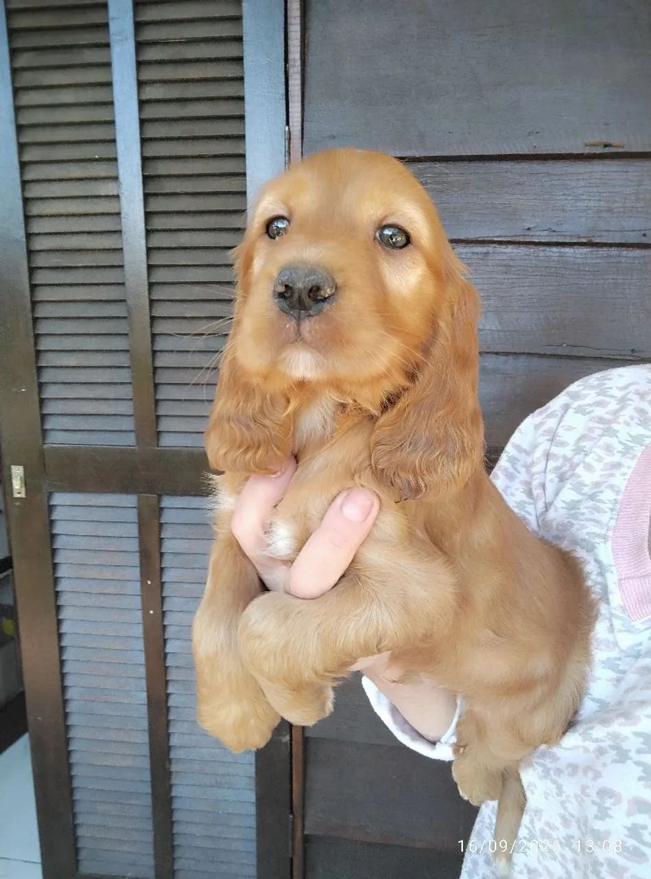 Cocker  - Foto 4