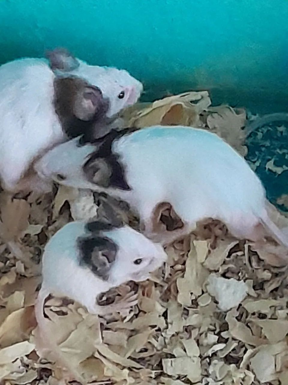 Ratos topolinos  - Foto 5