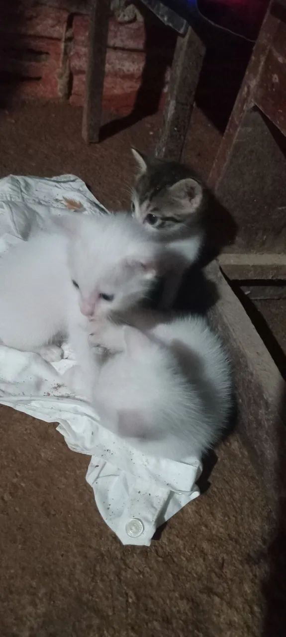 Filhotes De Gatos - Foto 2