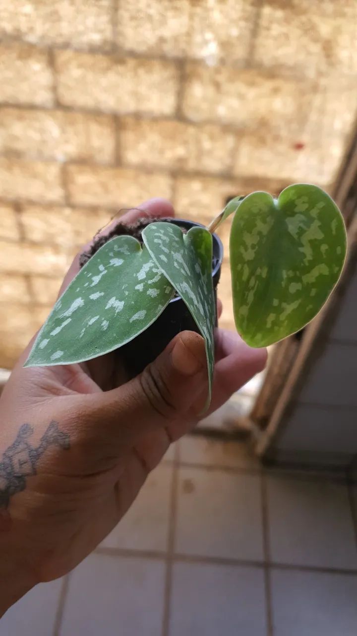 Planta jiboia prateada - Foto 2