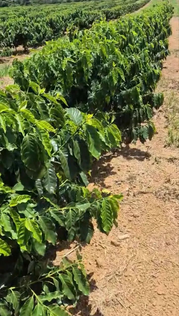 Sítio de café região de Araguari  - Foto 4