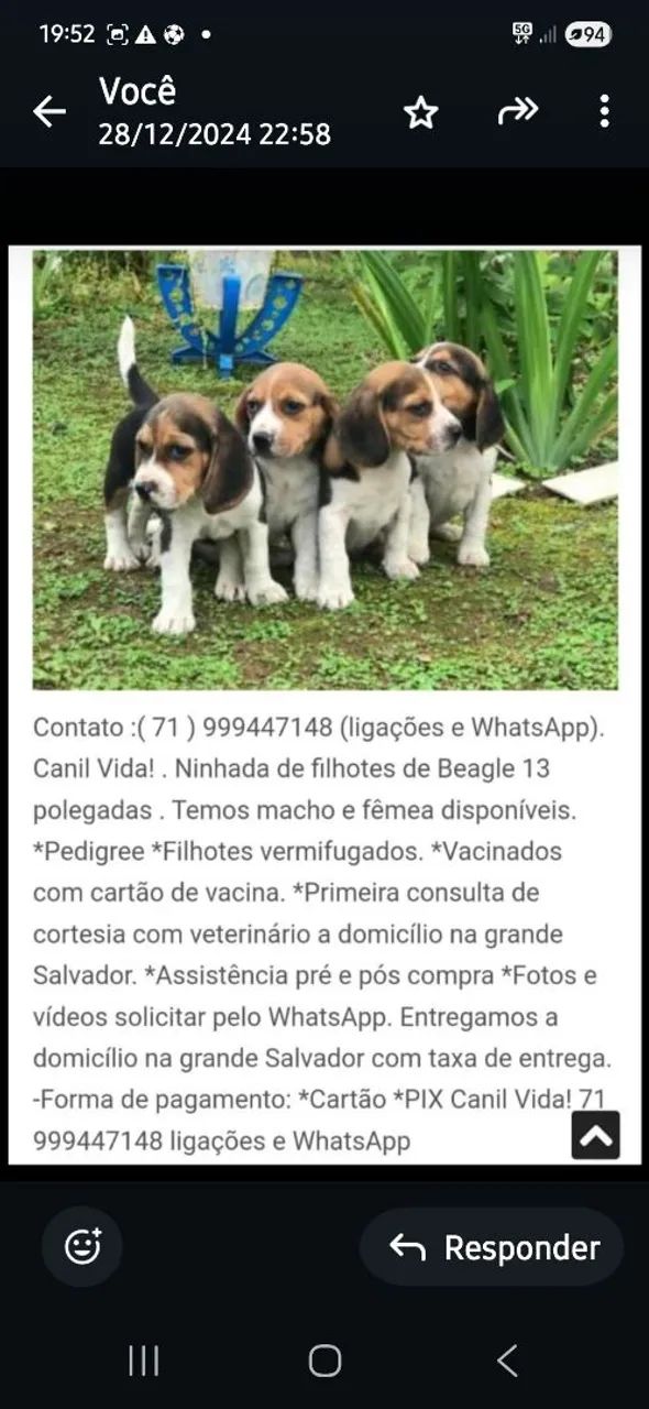 Beagle13 polegadas com pedigree - Foto 3