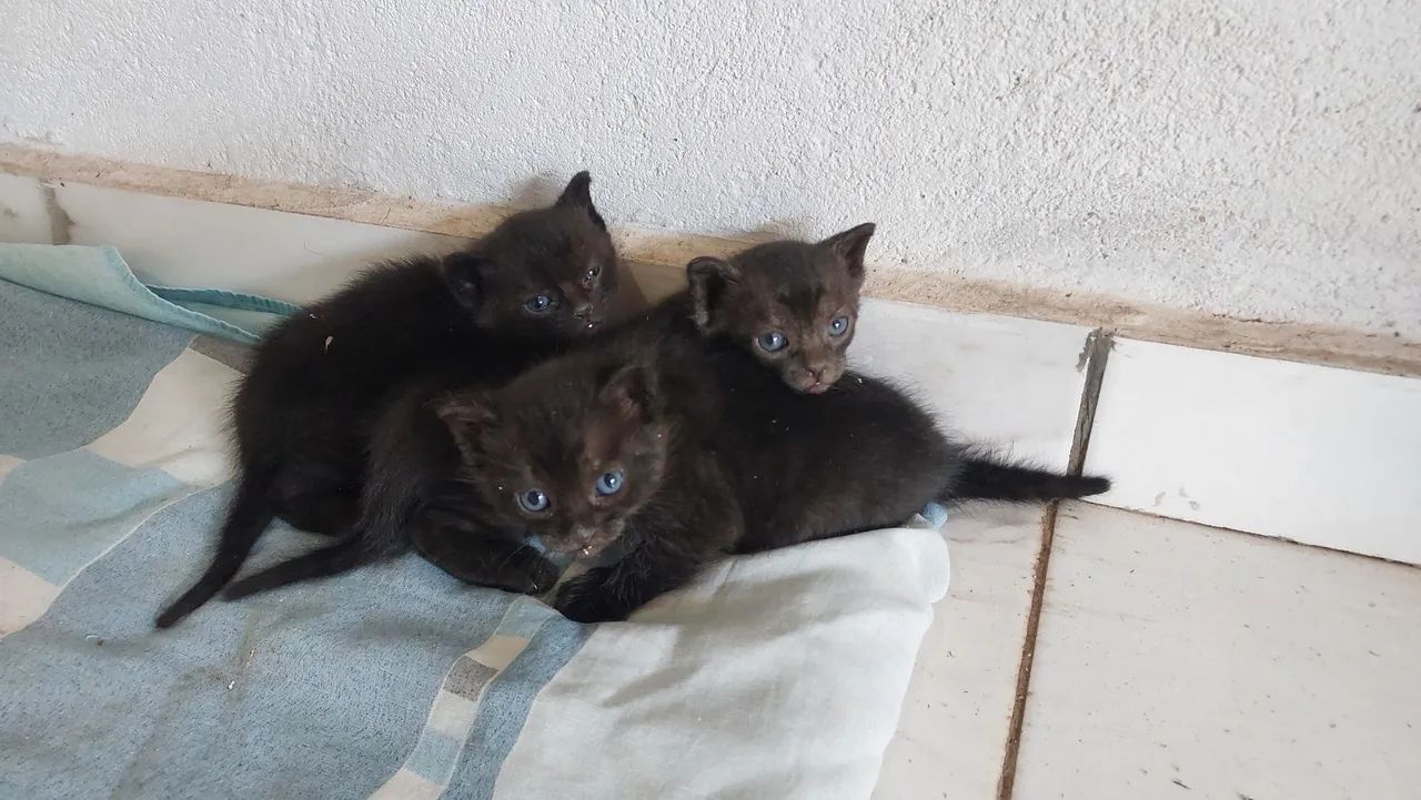 3 gatos filhotes para adoção  - Foto 2