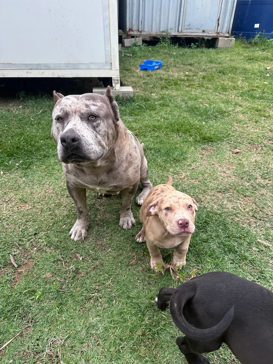 American bully  - Foto 4