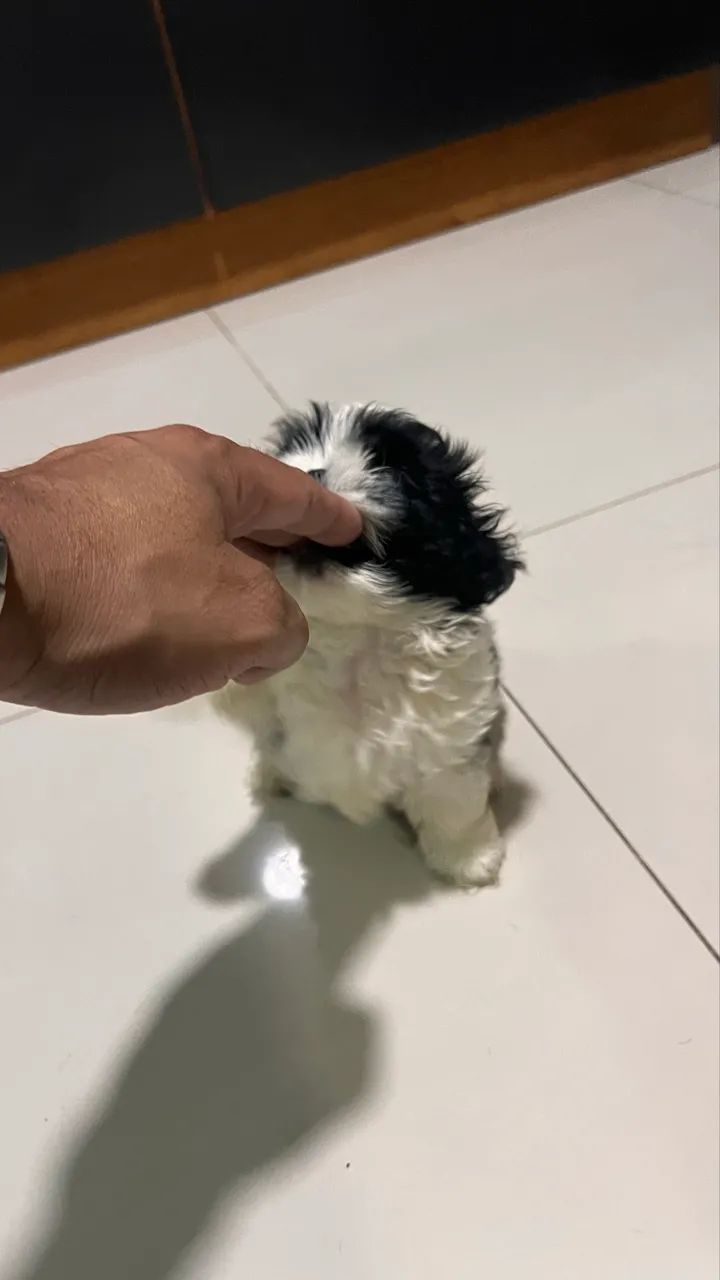 Shih Tzu - Foto 6