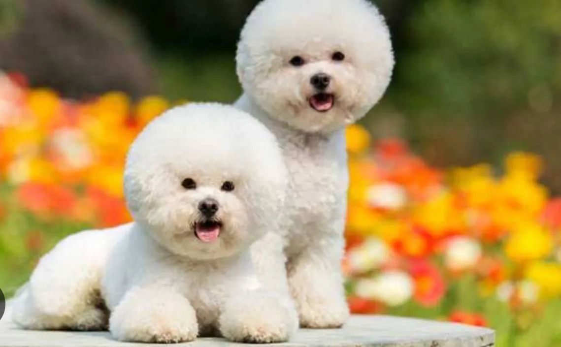 Bichon frise