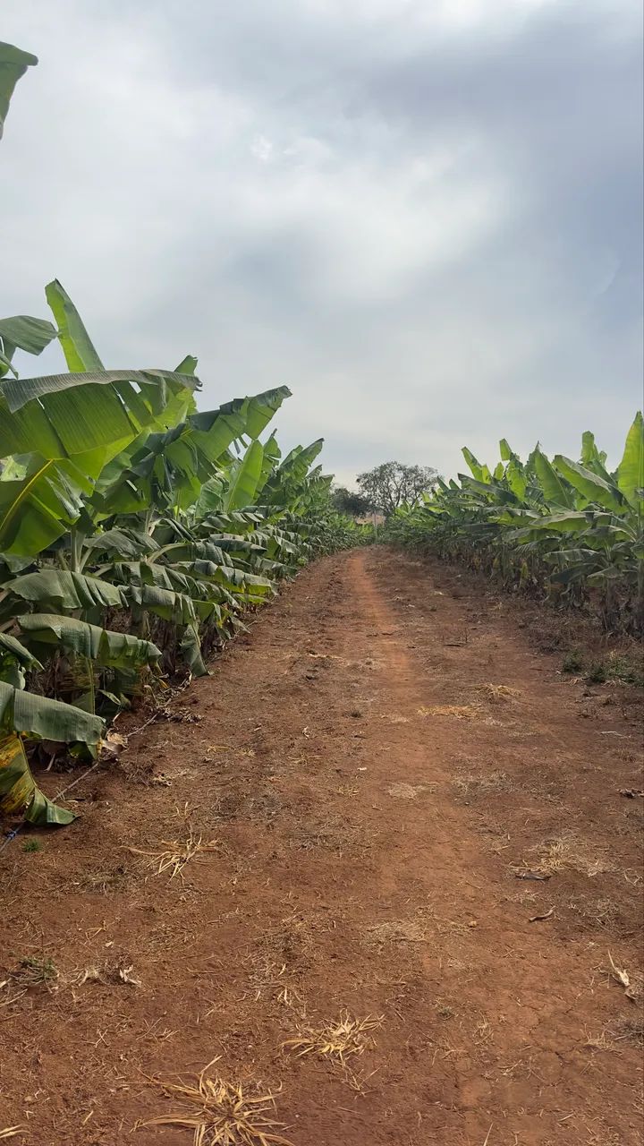 Mudas de banana da terra  - Foto 3