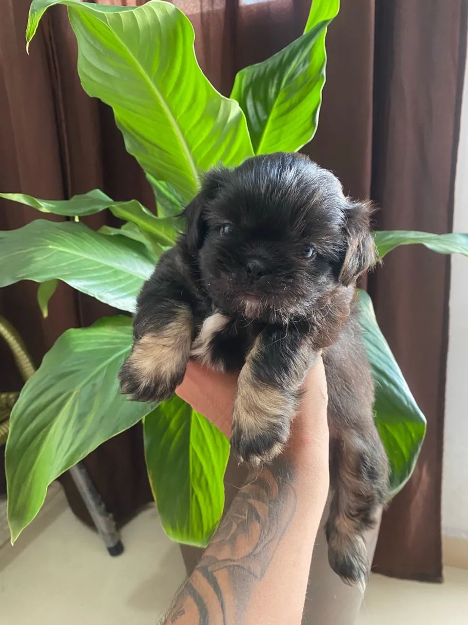 Shihtzu - Foto 5