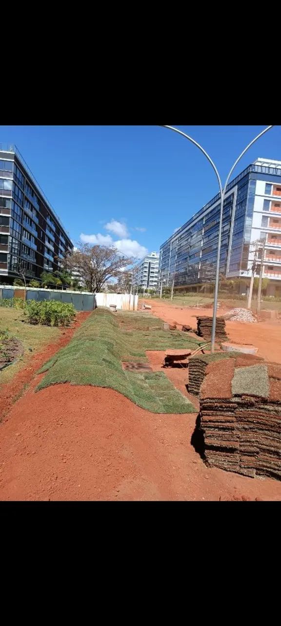 grama esmeralda batatais e sao carlos