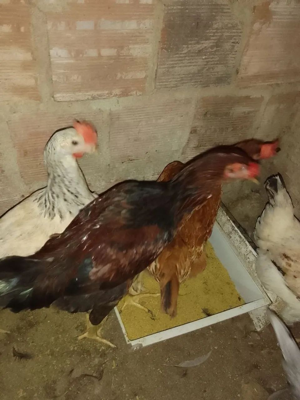 Frango capoeira  - Foto 4