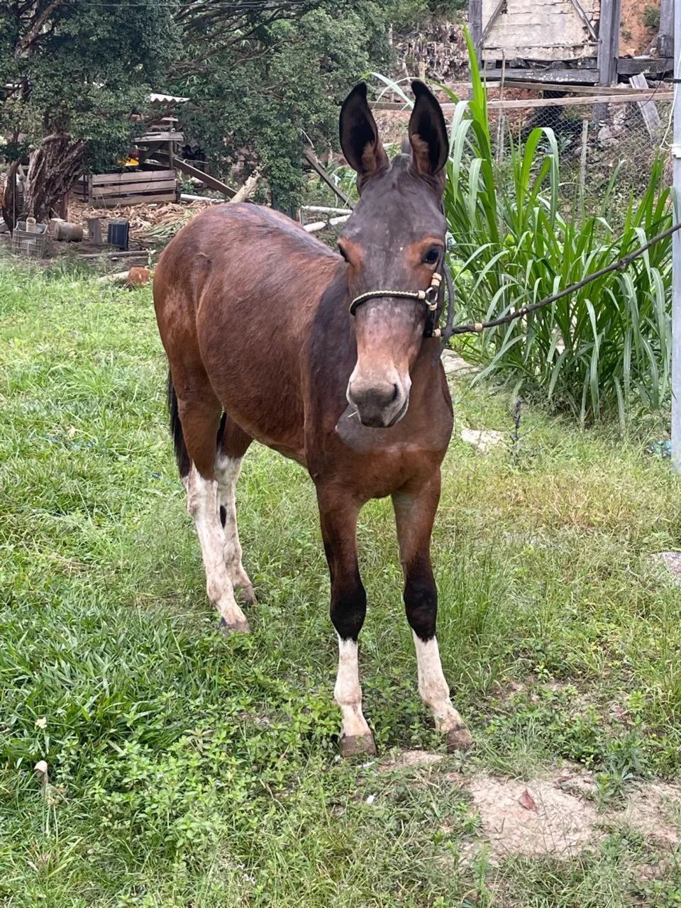 Avenda lindo burro filho de jumento pega em égua manga larga 