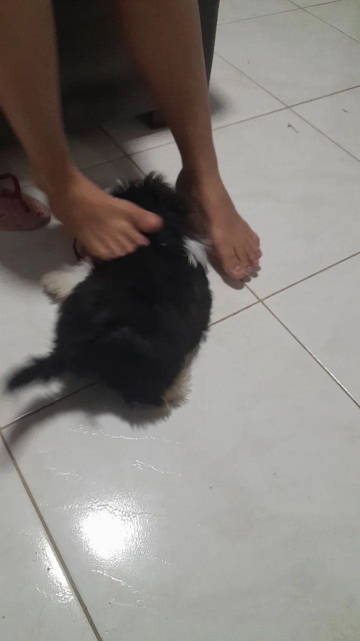 Shihtzu 
