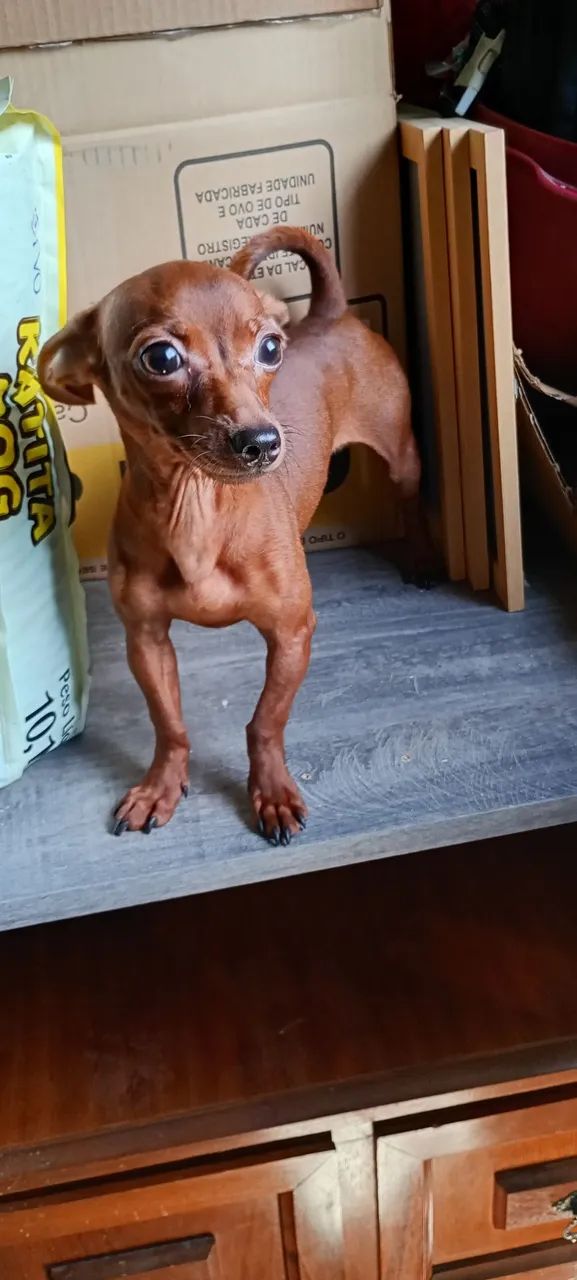 Pinscher fêmea  - Foto 2
