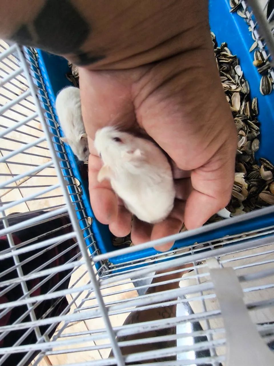 Hamsters - Foto 2