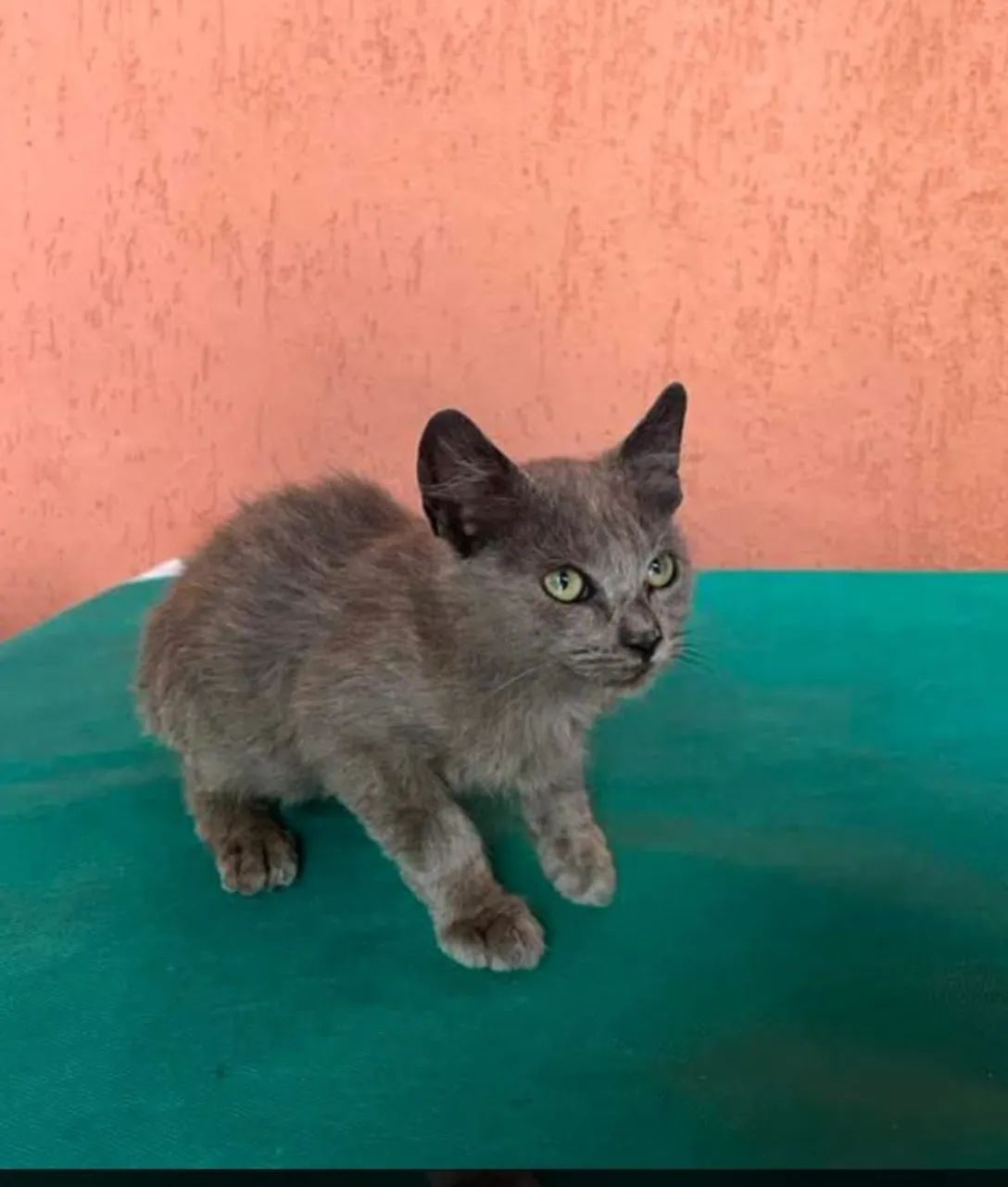 Gatinha cinza azul russo 3 meses 