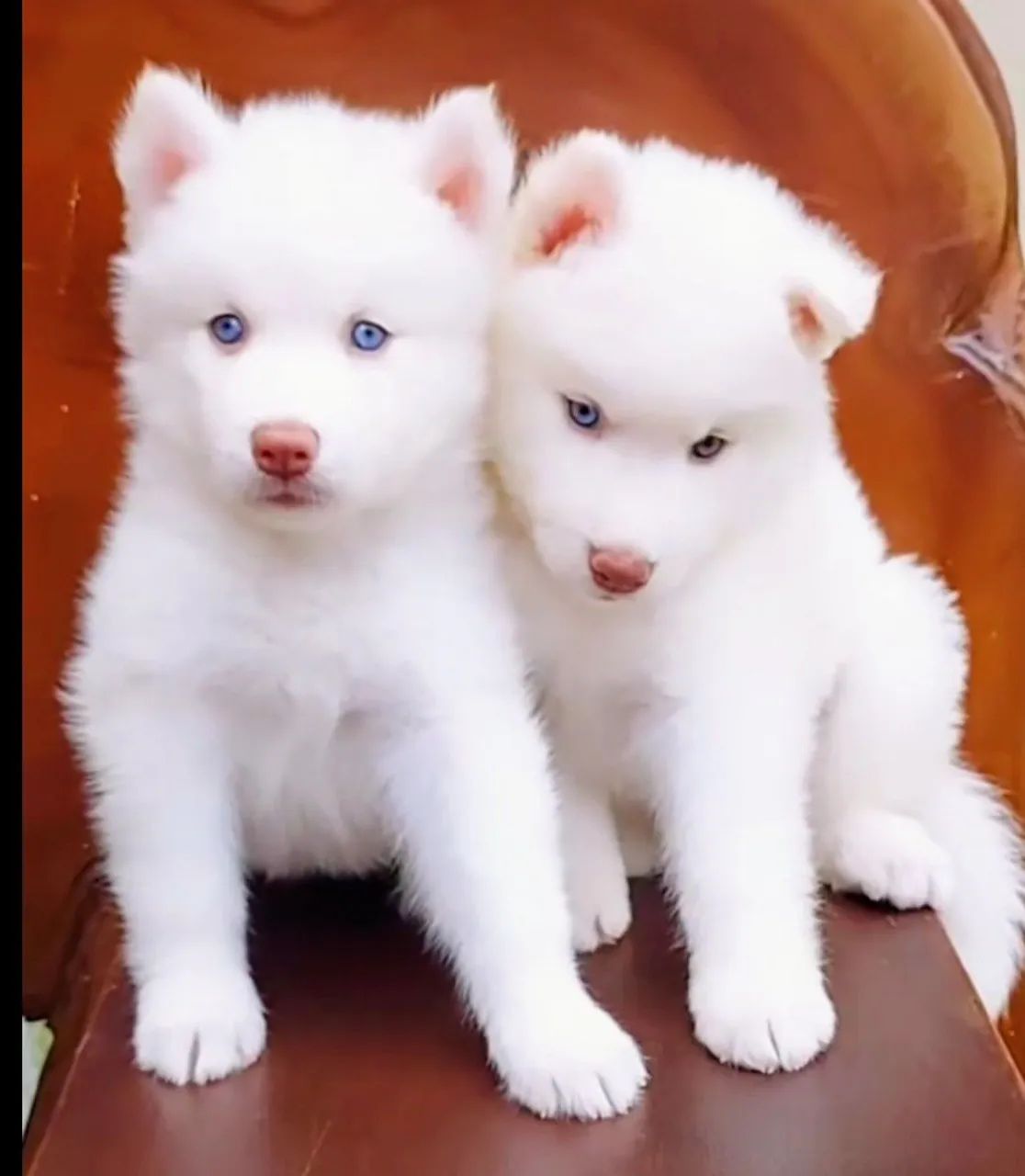 Husky siberiano 