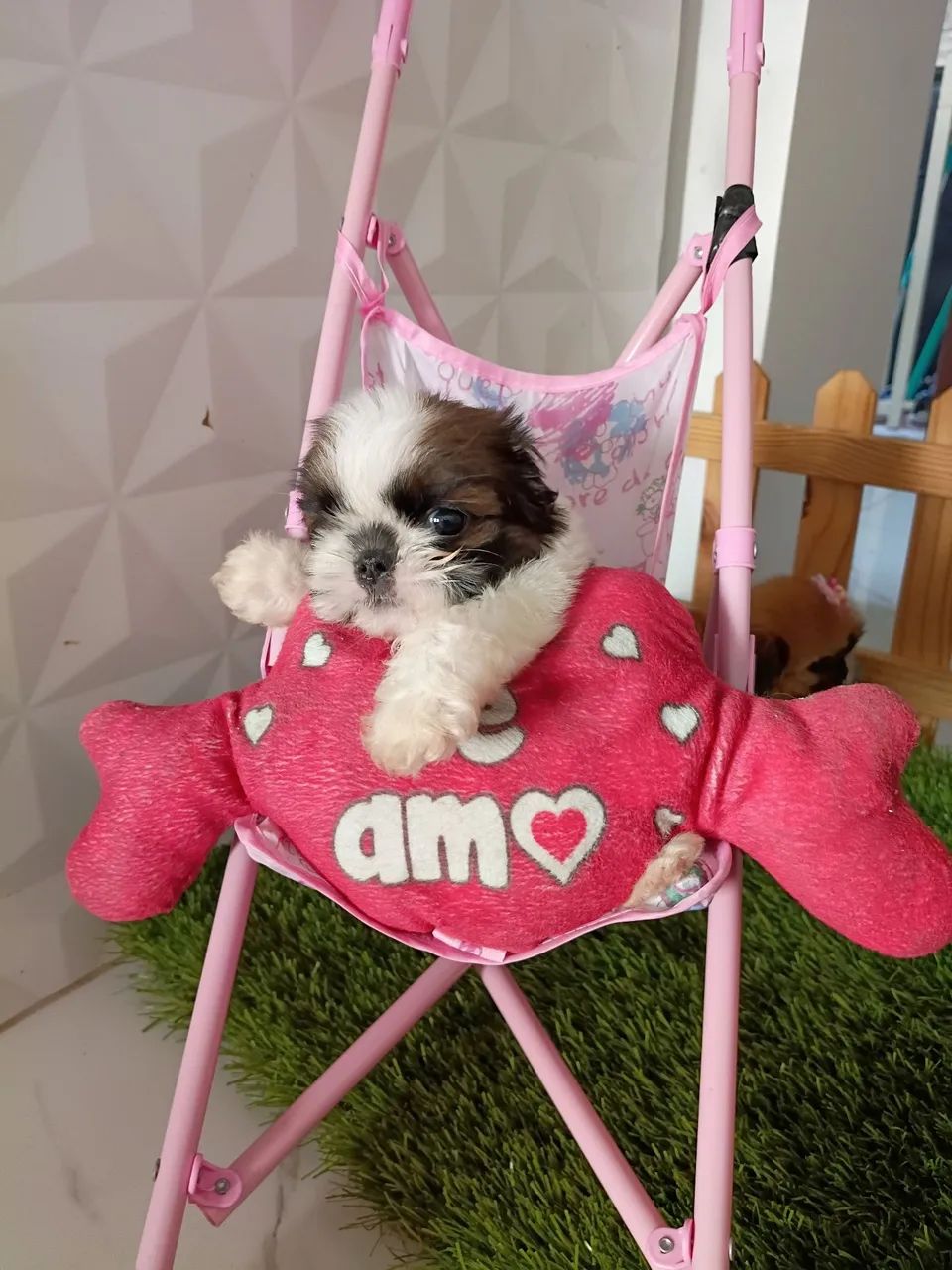 Shitzu Mini - Foto 4