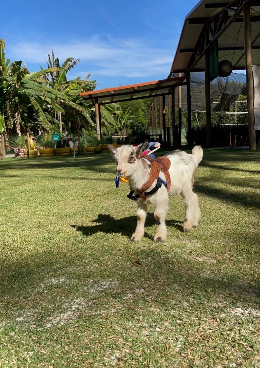 Filhotes de Mini Cabras