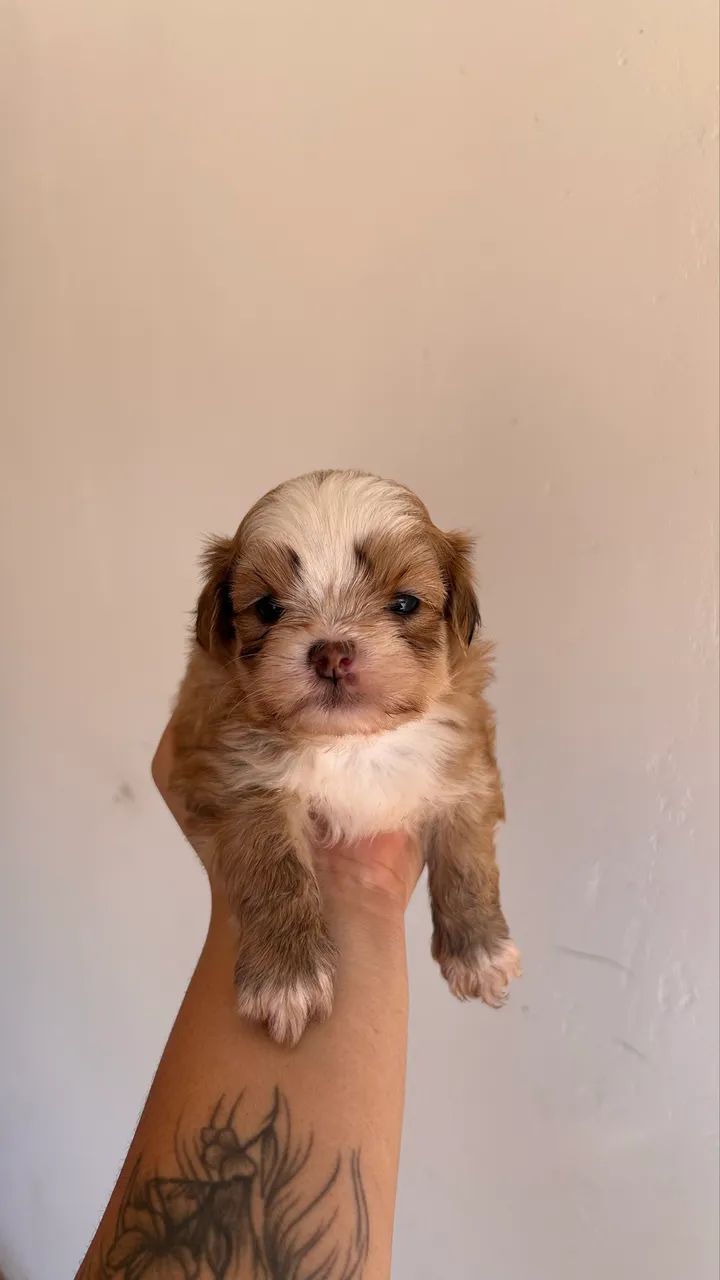 Shih tzu Mini - MACHO - Foto 2