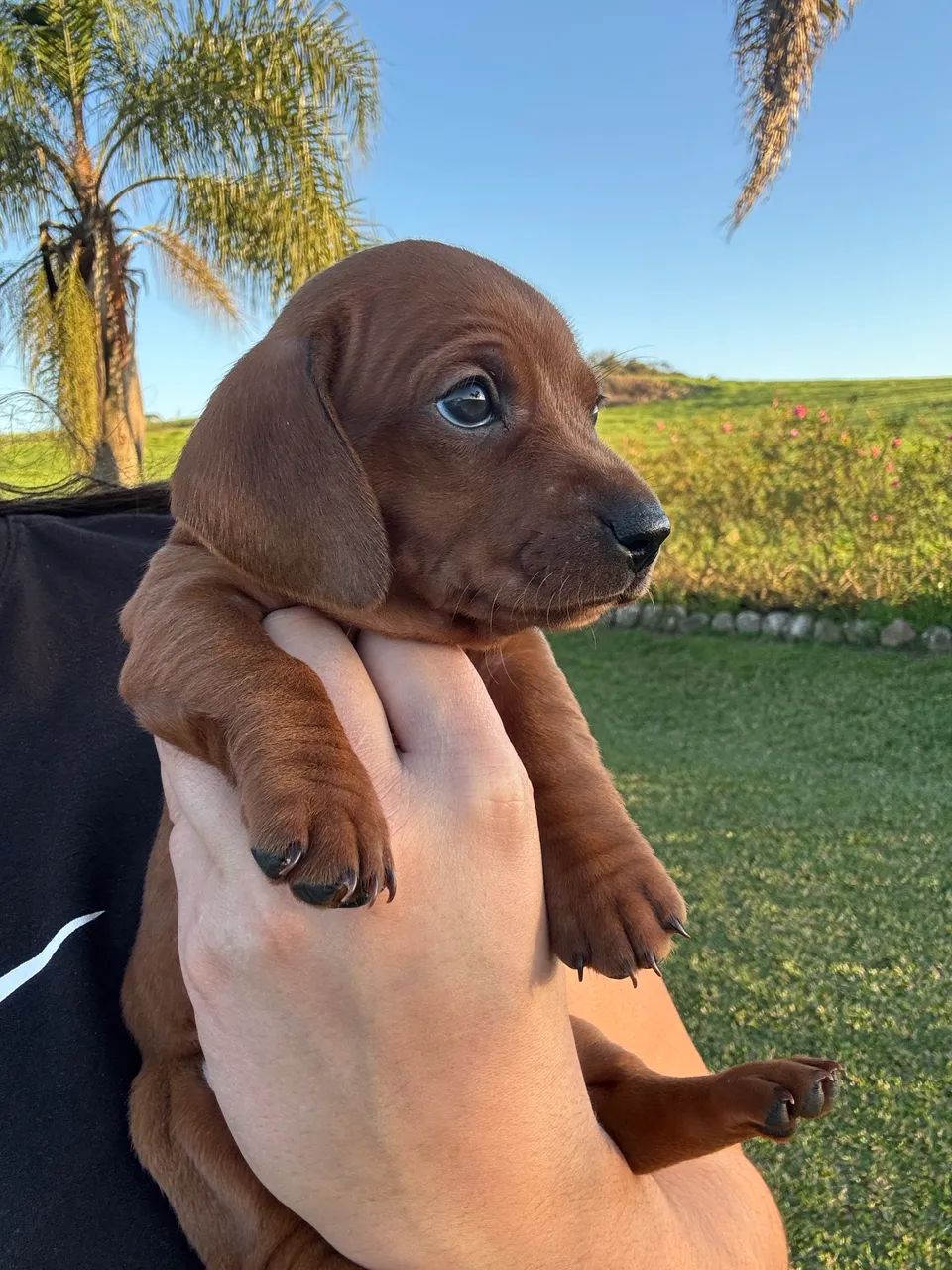 Dachshund  - Foto 2