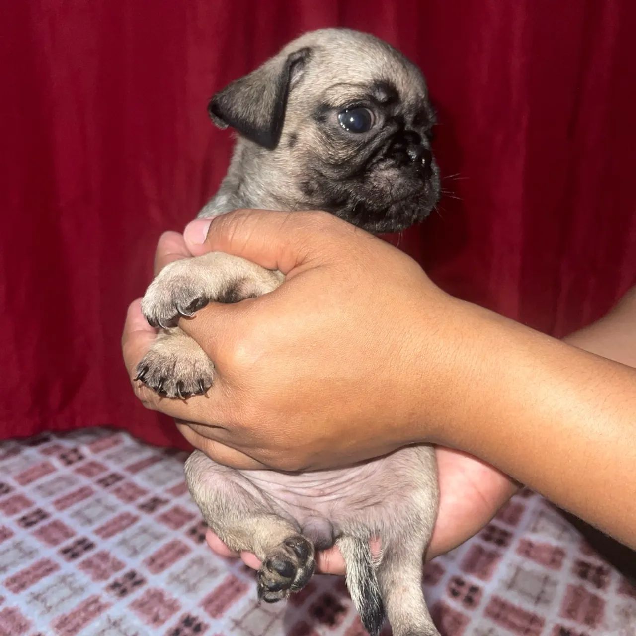 Pug filhote - Foto 3