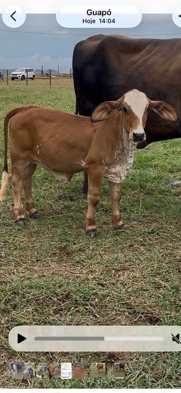 Mini bezerra  - Foto 2