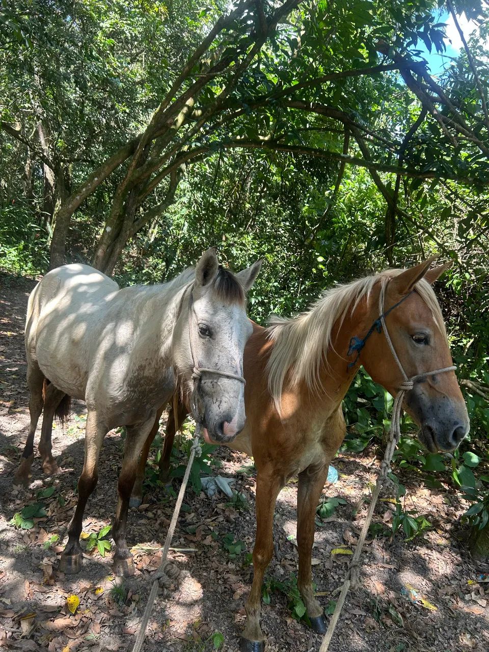 Vendo Duas potras  - Foto 4