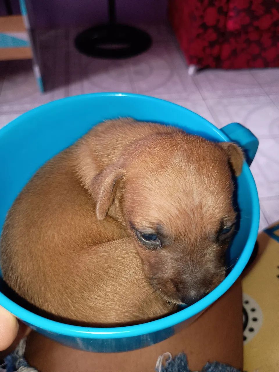 Cachorro Pincher   350,00 - Foto 4