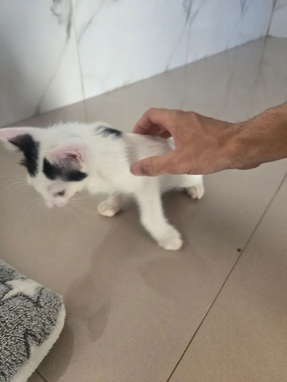 Adoção responsável - Foto 2