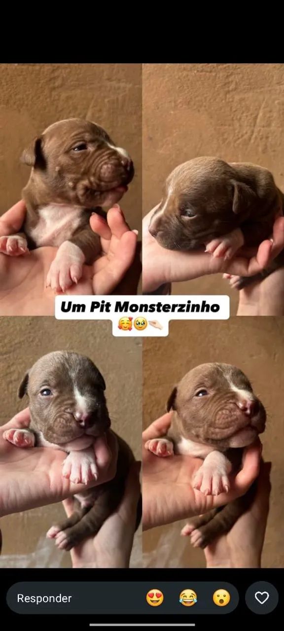 Pitmonster - Foto 4