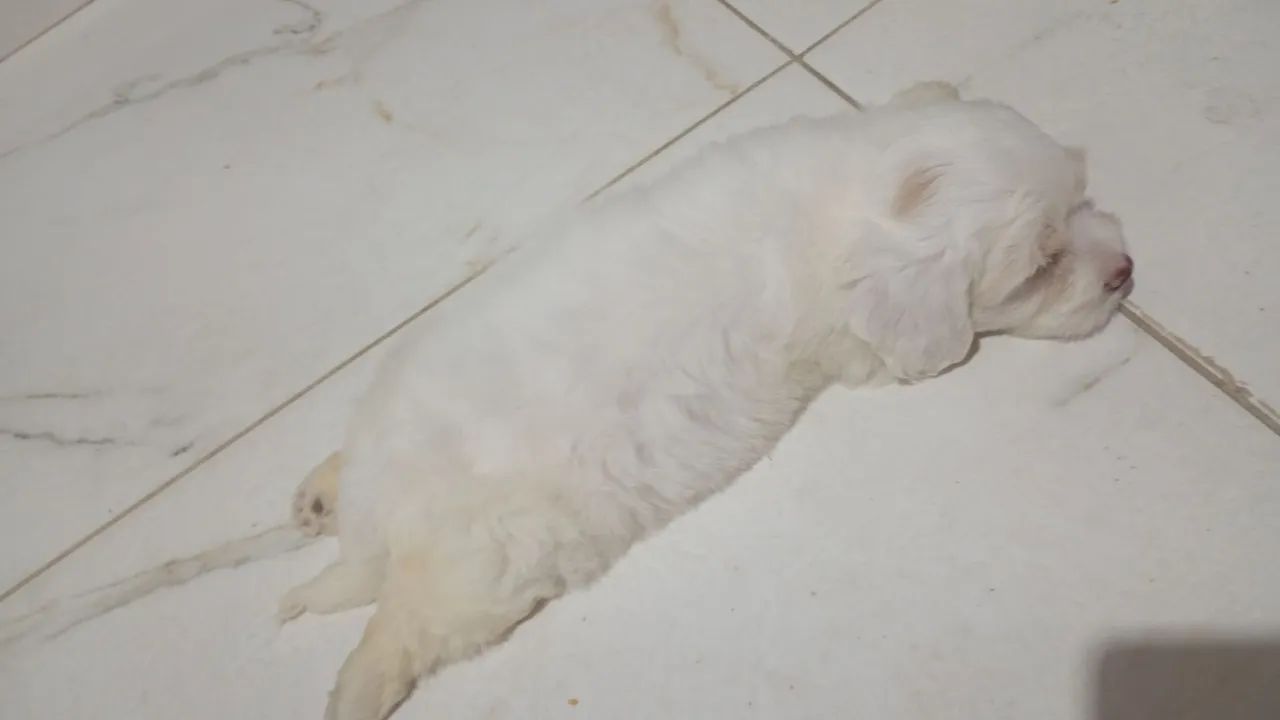 Cachorro poodle com maltês  - Foto 3