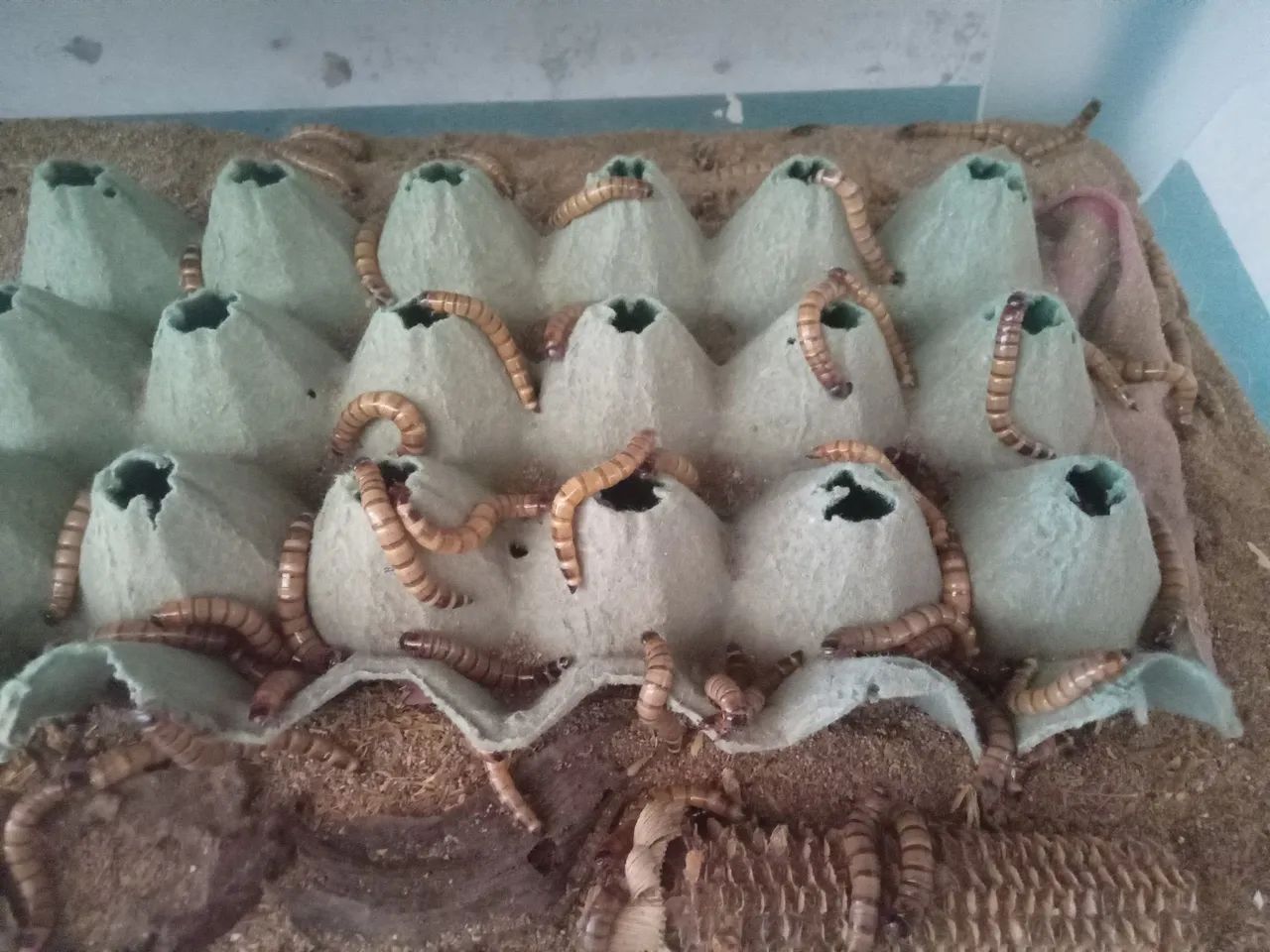 Tenebras gigantes para aves e peixes 
