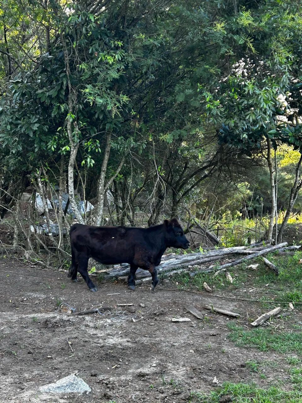 Mini vacas 