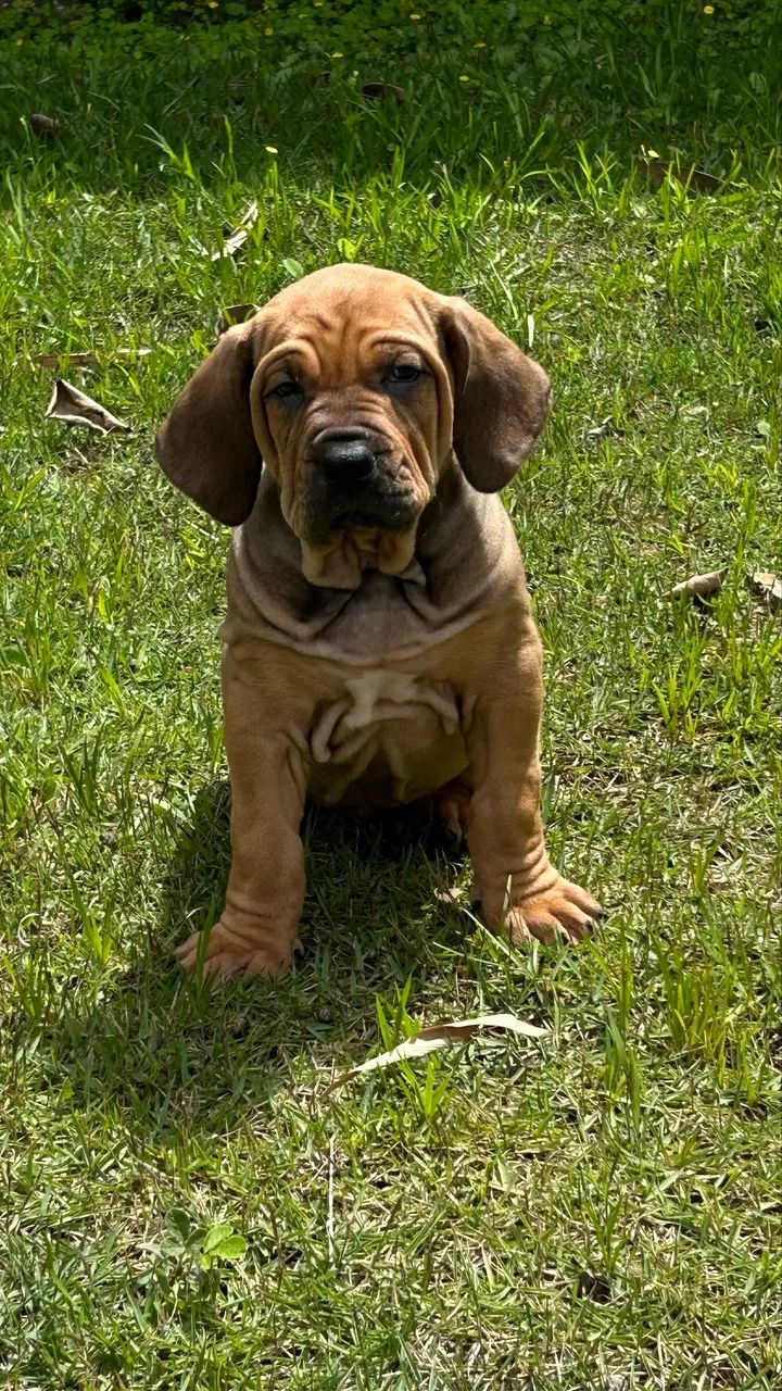 Fila brasileiro - Foto 3