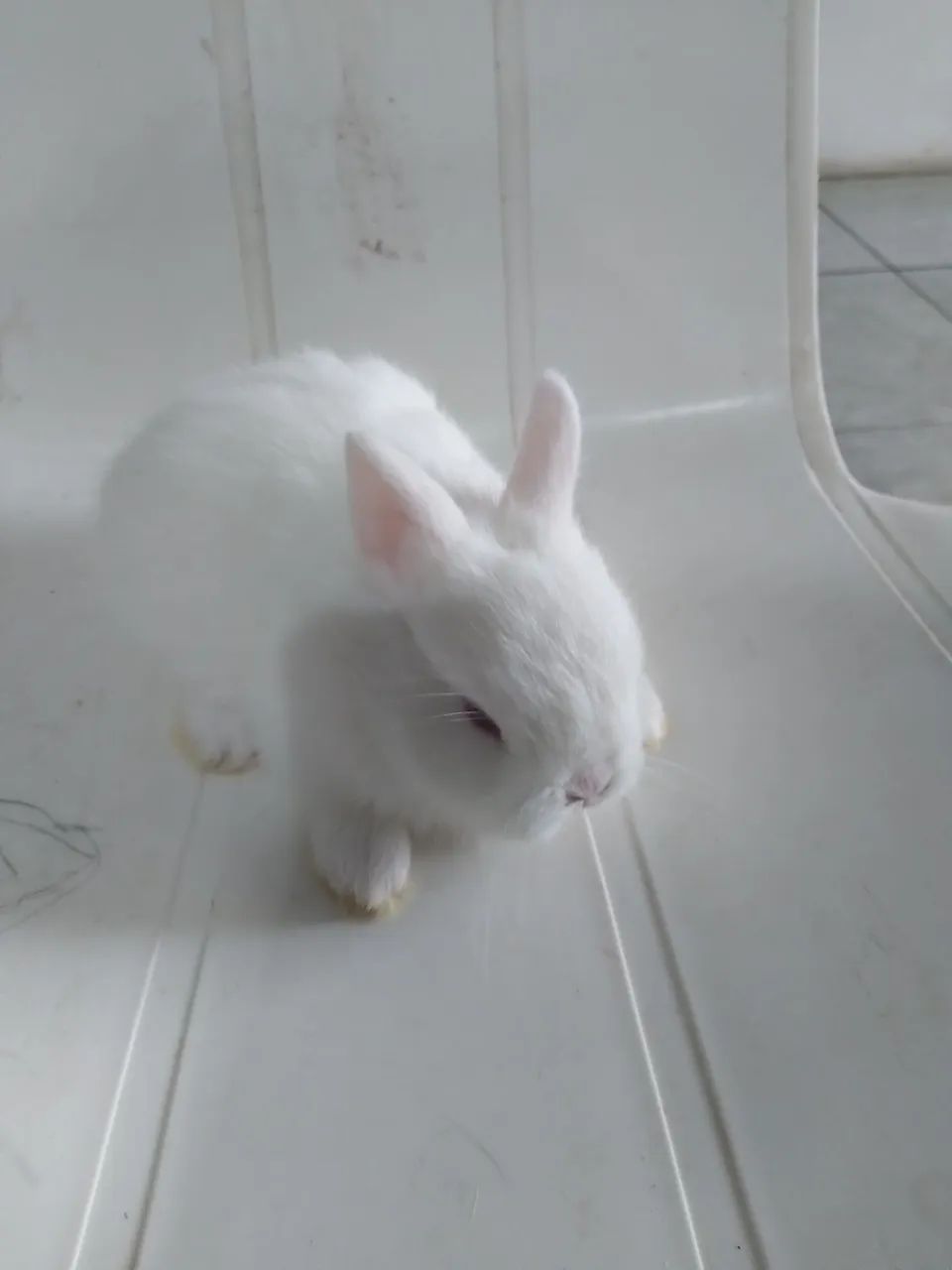 Coelhos anão  - Foto 4