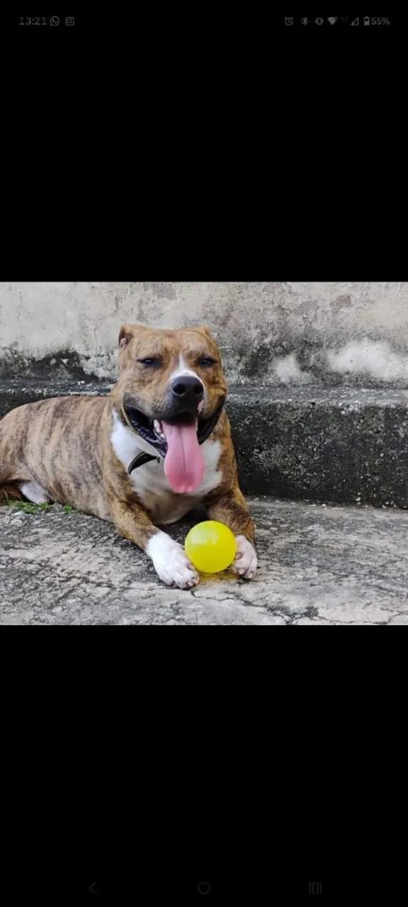 Doa_se pit bull