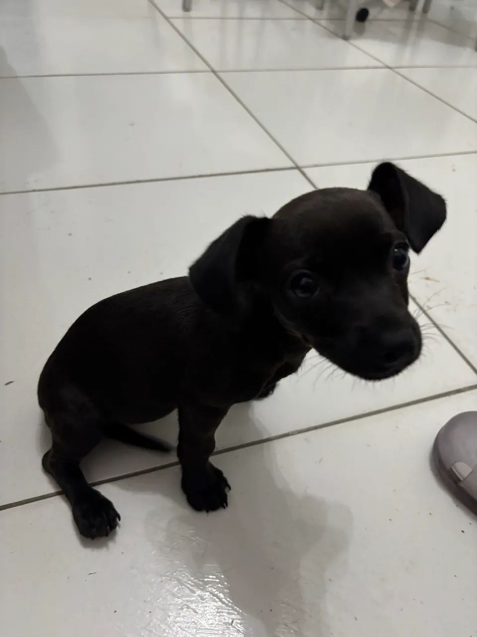 Vendo Pinscher - Foto 4