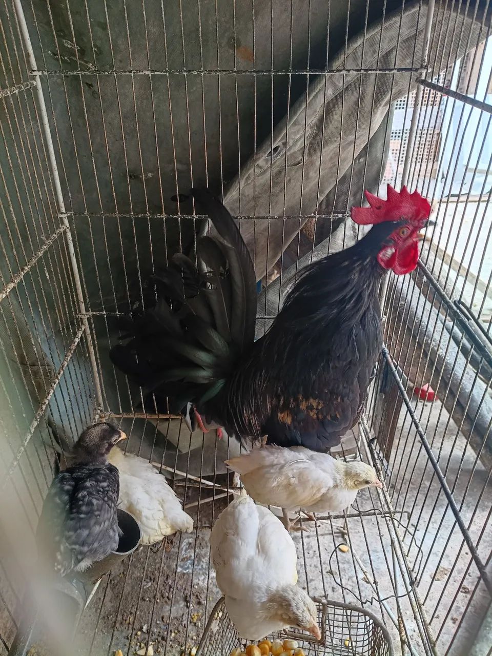 Galo nagasak/