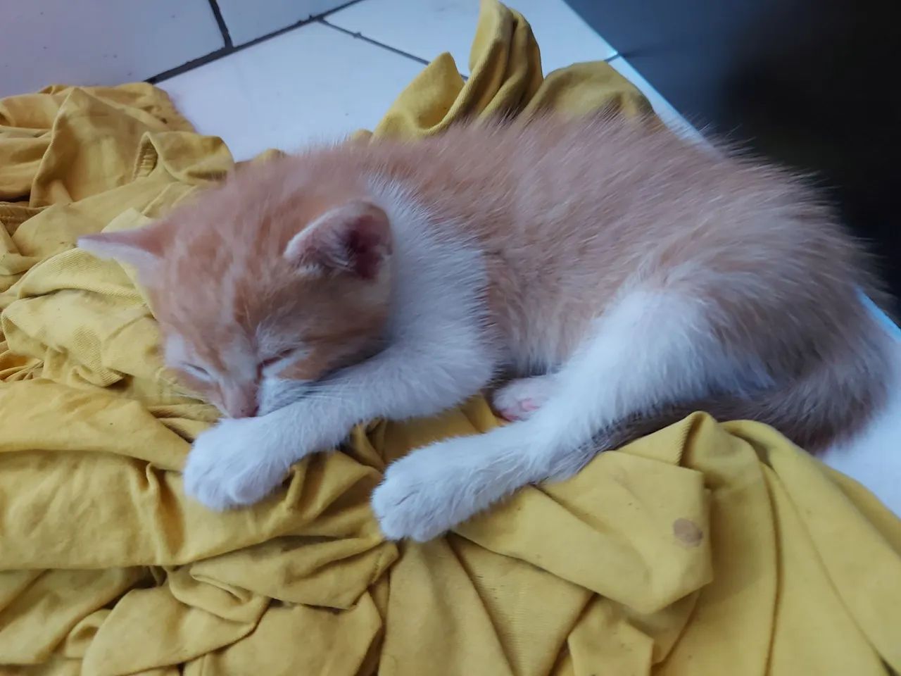 Doa-se gatinhos - Foto 3