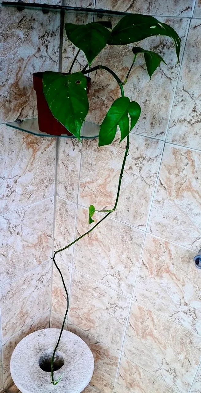 Vendo  - Foto 5