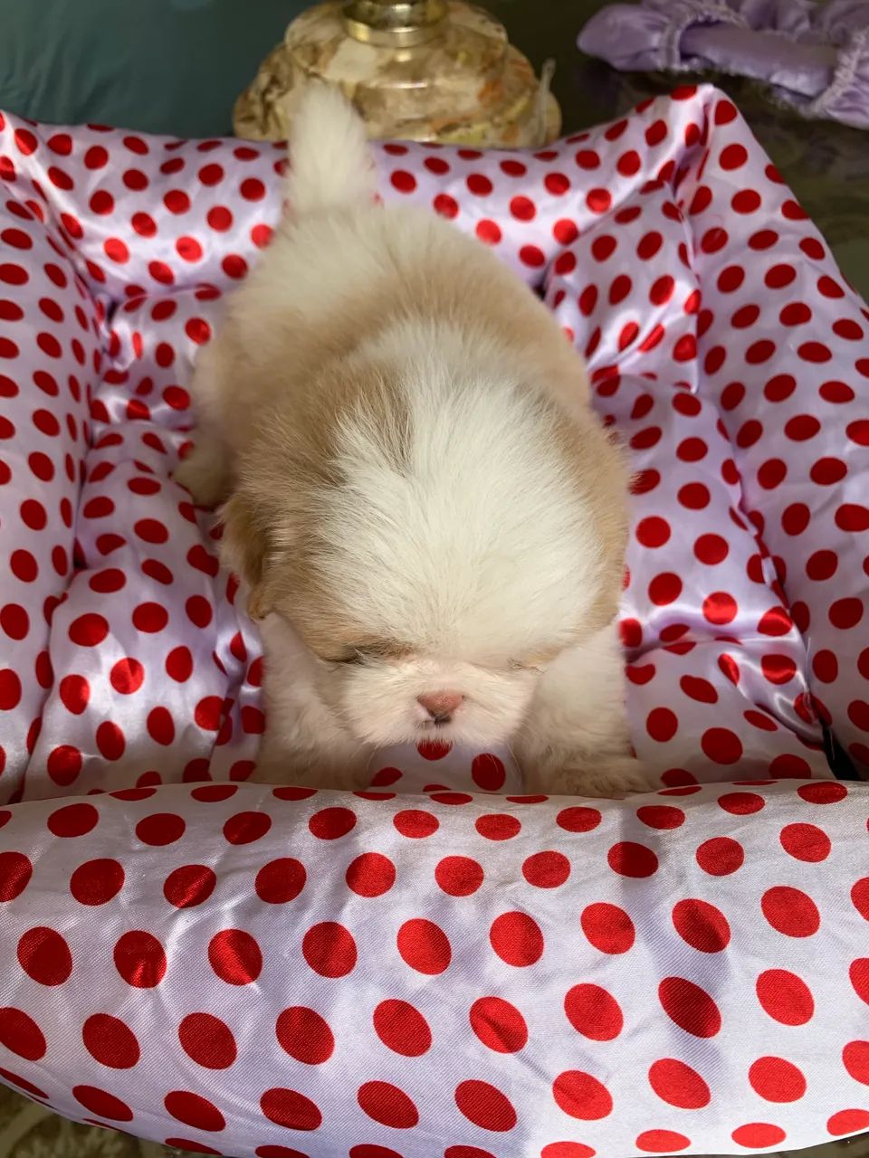 Shihtzu  - Foto 4