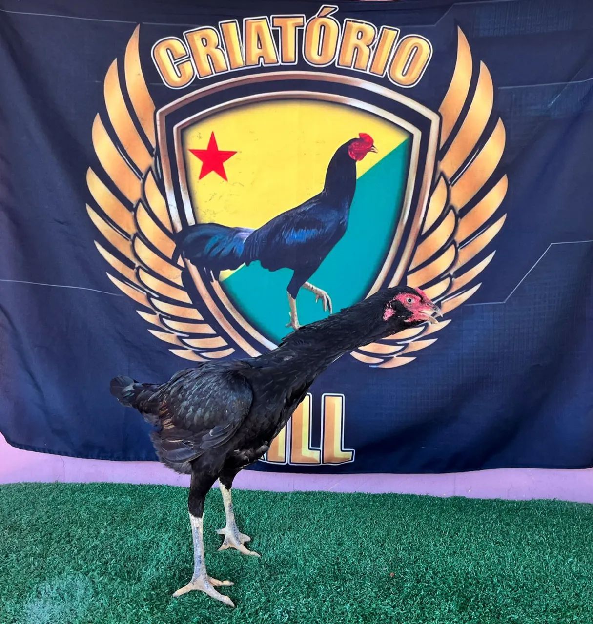 Galinhas e frangos de raça  - Foto 3