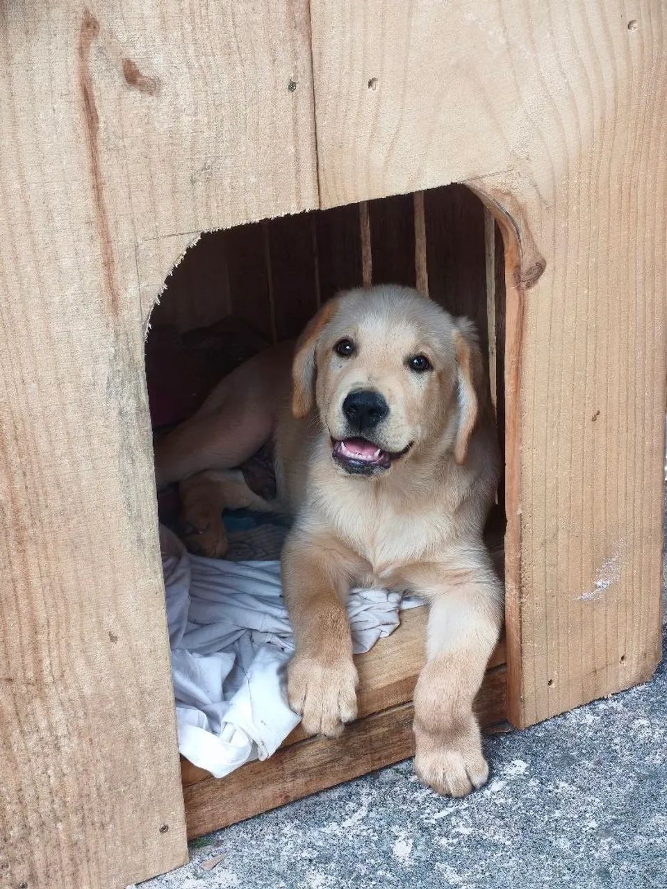 labrador  - Foto 2